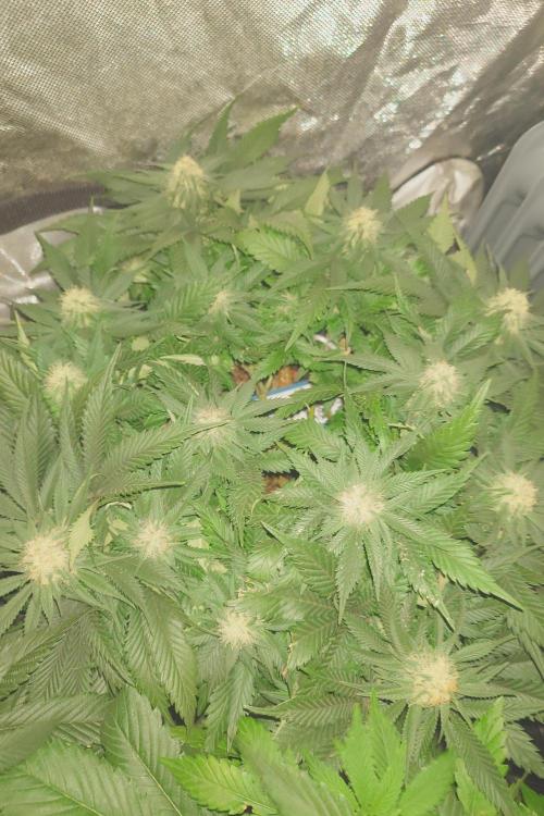 Zamnesia 🙏. Week 13