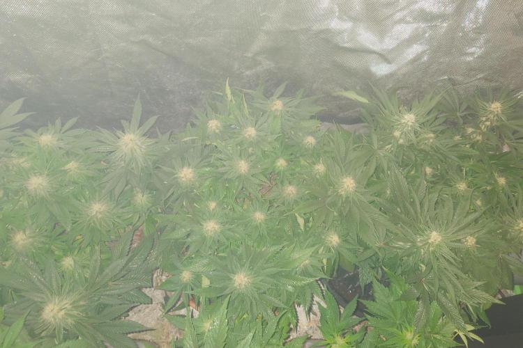 Zamnesia 🙏. Week 14