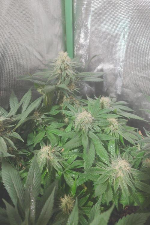 Zamnesia 🙏. Week 14