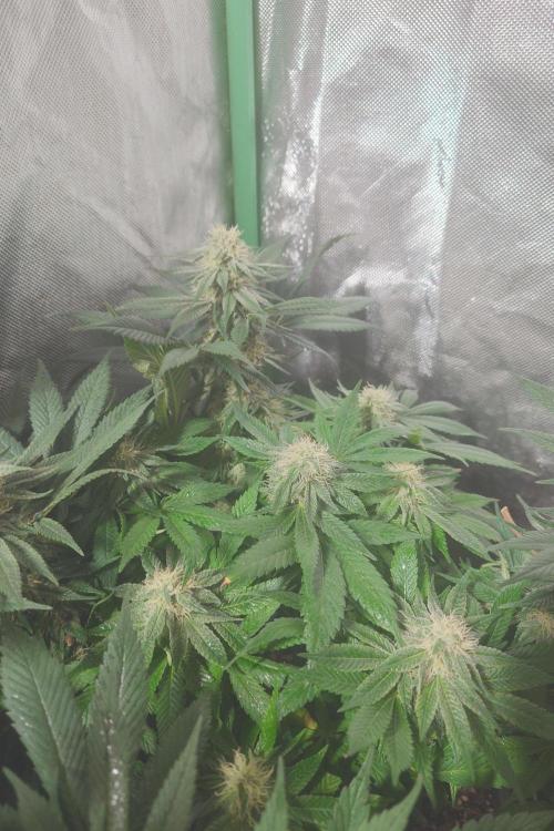 Zamnesia 🙏. Week 14