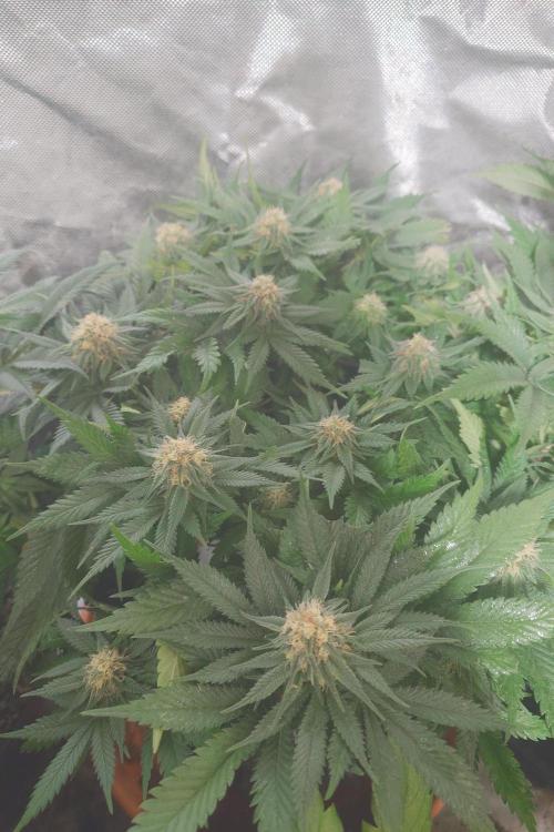 Zamnesia 🙏. Week 14