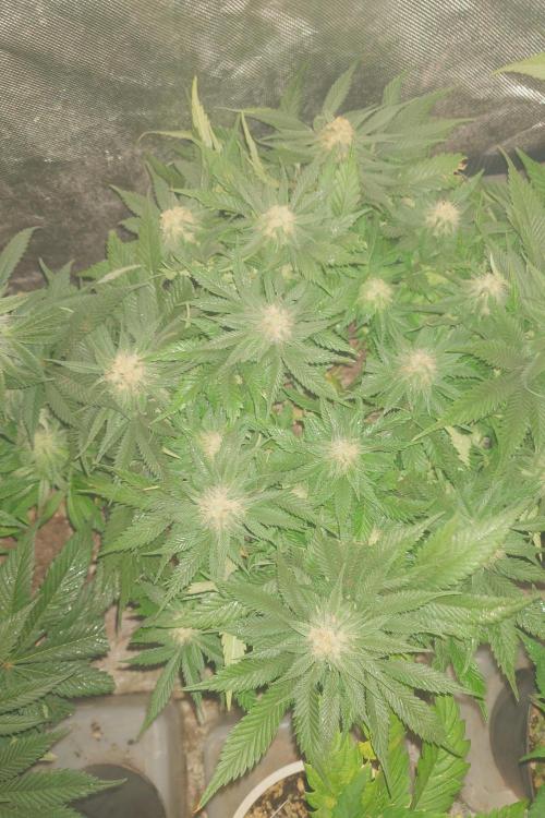 Zamnesia 🙏. Week 14