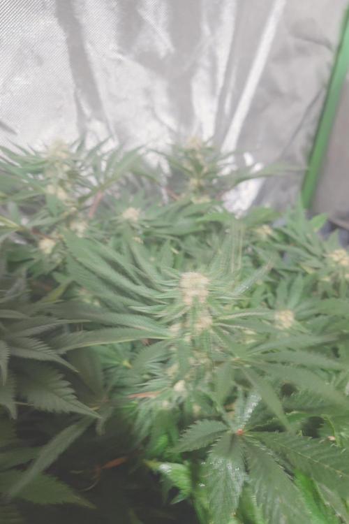 Zamnesia 🙏. Week 14