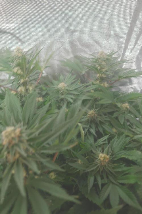 Zamnesia 🙏. Week 14