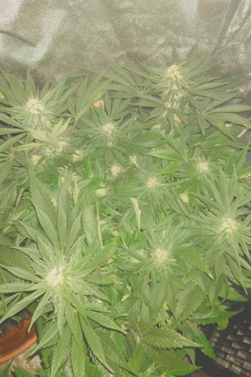 Zamnesia 🙏. Week 14