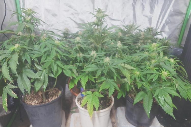 Sticky fruits. Week 9