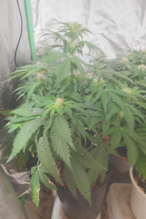Sticky fruits. Week 9
