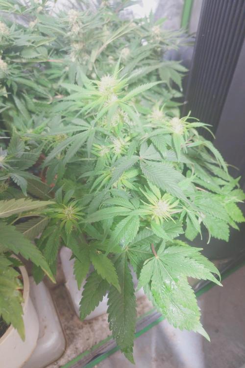 Sticky fruits. Week 9