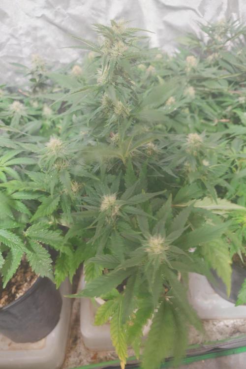 Sticky fruits. Week 9
