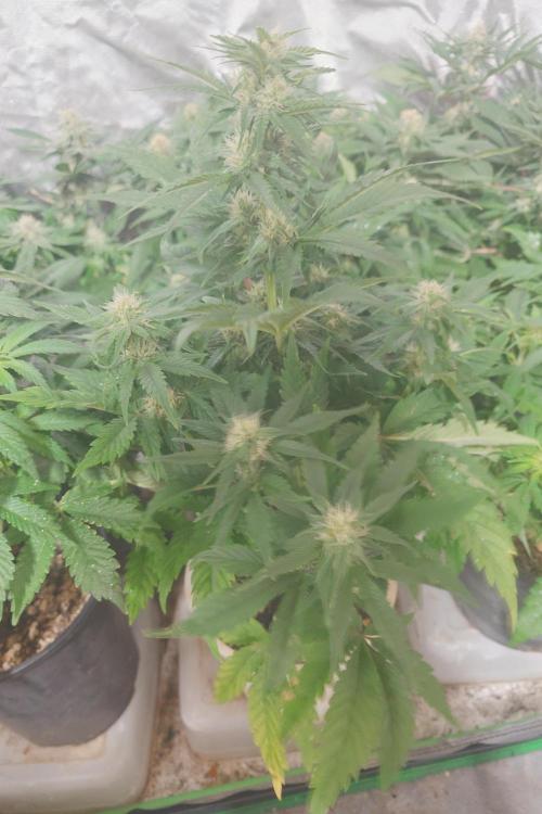 Sticky fruits. Week 9