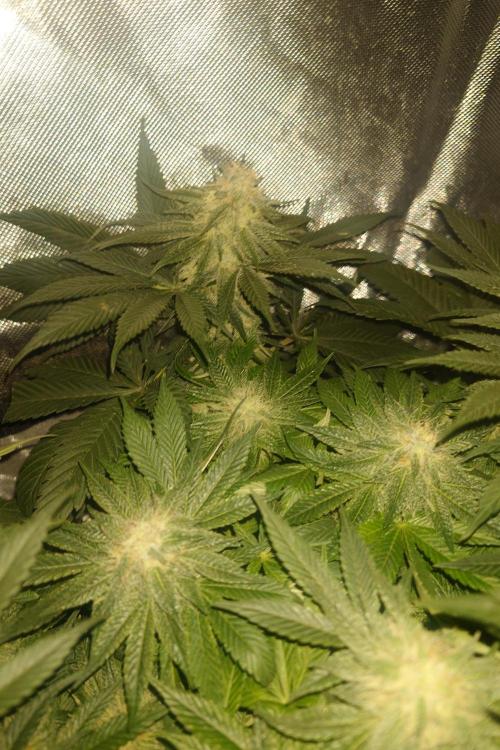 Zamnesia 🙏. Week 14