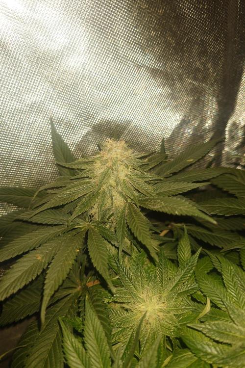 Zamnesia 🙏. Week 14