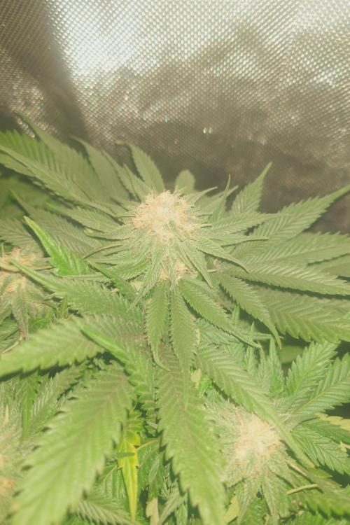 Zamnesia 🙏. Week 14