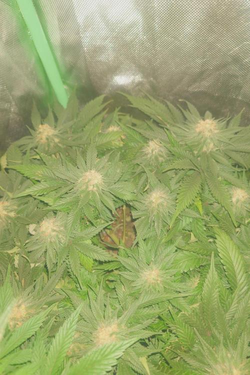 Zamnesia 🙏. Week 14