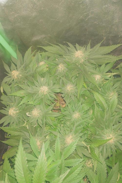 Zamnesia 🙏. Week 14
