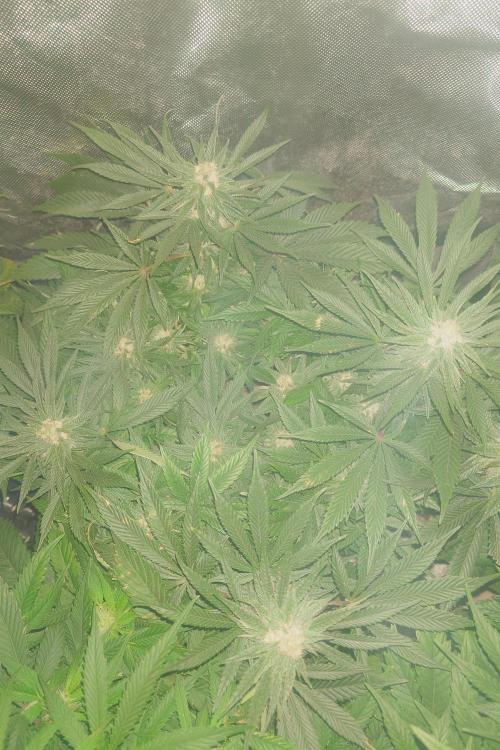Zamnesia 🙏. Week 14
