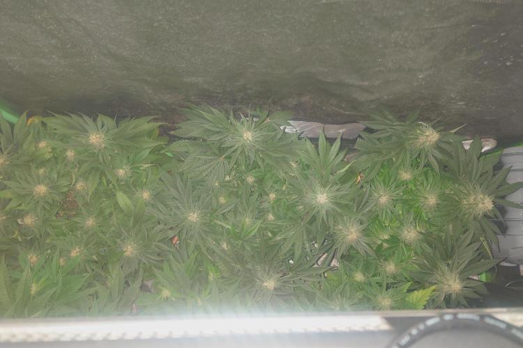 Zamnesia 🙏. Week 14
