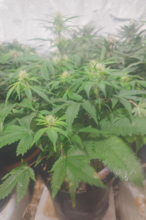 Sticky fruits. Week 9