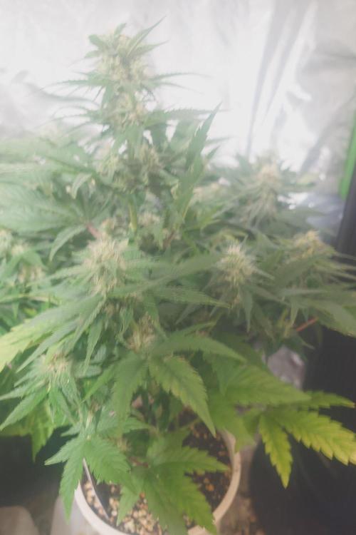 Sticky fruits. Week 9