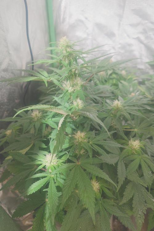 Sticky fruits. Week 9