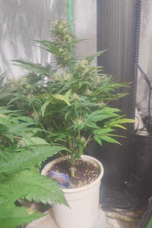 Sticky fruits. Week 9