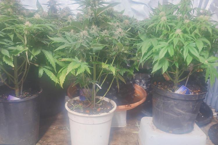 Sticky fruits. Week 10