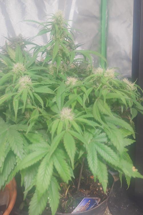 Sticky fruits. Week 10