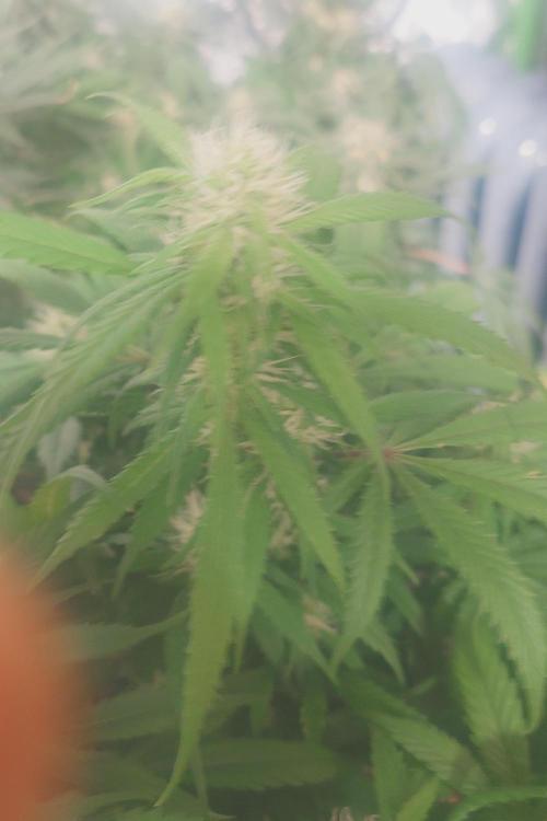 Sticky fruits. Week 10