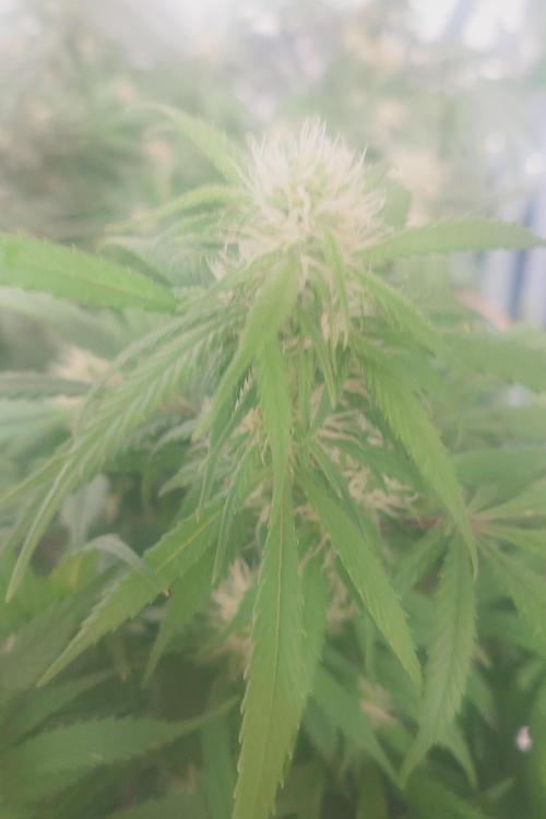 Sticky fruits. Week 10