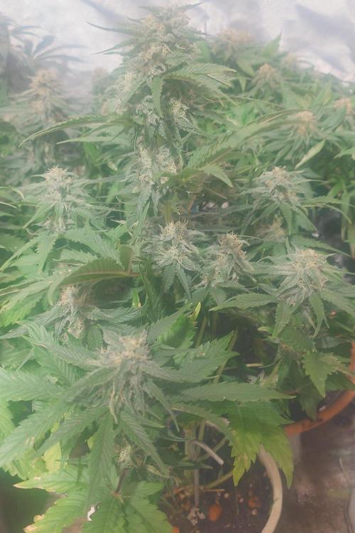 Sticky fruits. Week 10