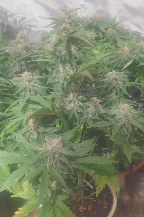 Sticky fruits. Week 10