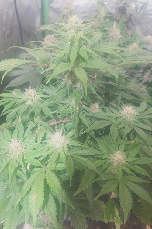Sticky fruits. Week 10