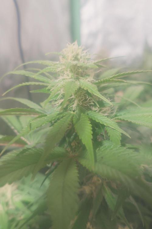 Sticky fruits. Week 10