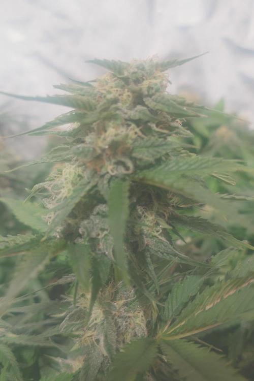 Zamnesia 🙏. Week 15