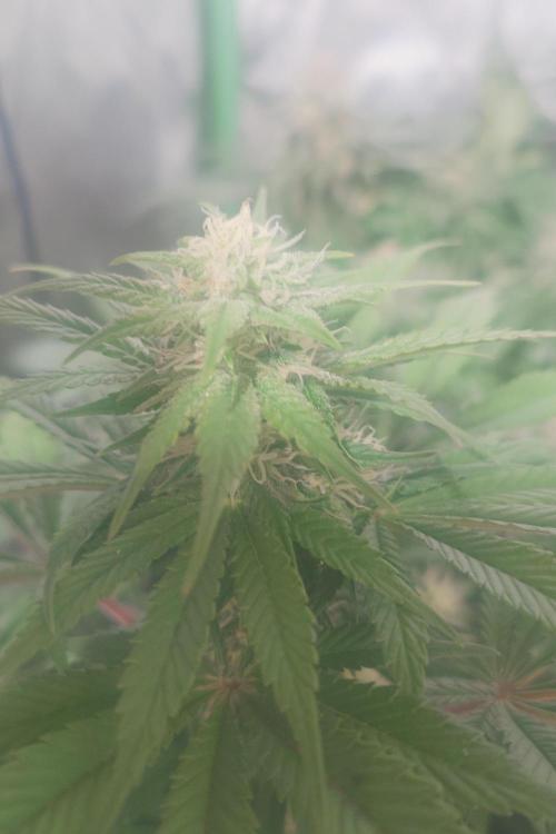 Zamnesia 🙏. Week 15