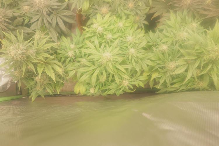 Sticky fruits. Week 11