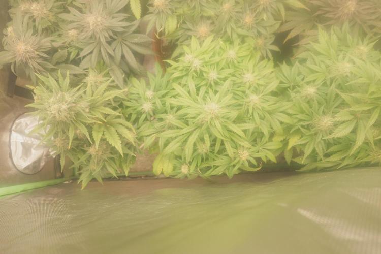 Sticky fruits. Week 11