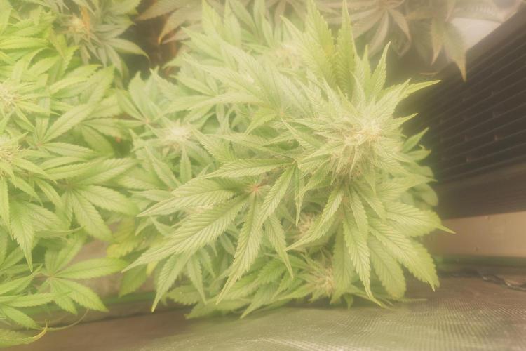 Sticky fruits. Week 11