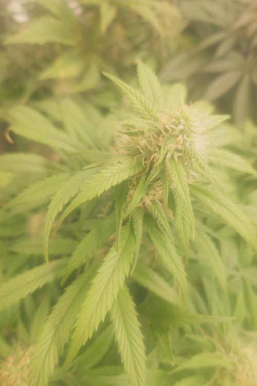 Sticky fruits. Week 11