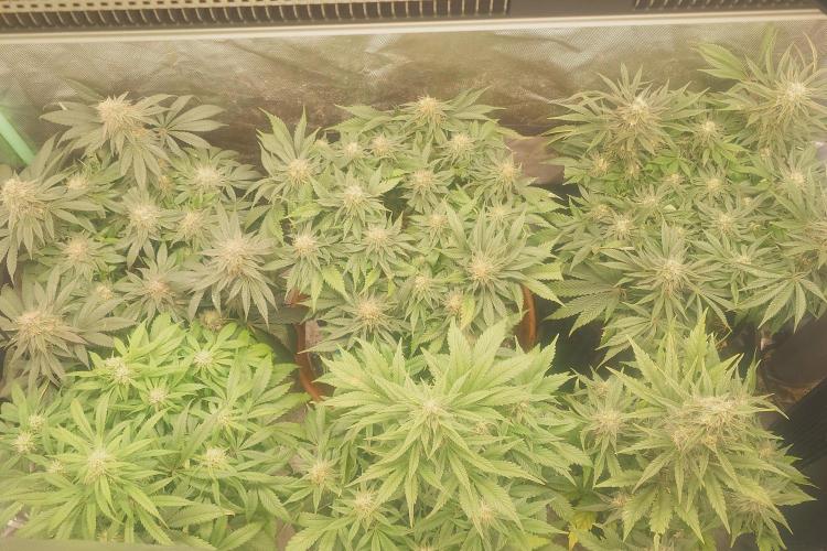 Sticky fruits. Week 11