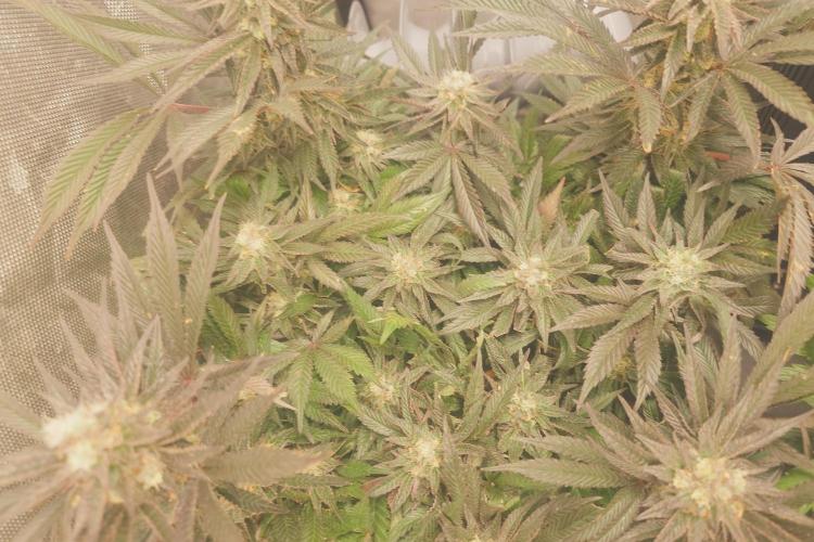 Zamnesia 🙏. Week 16