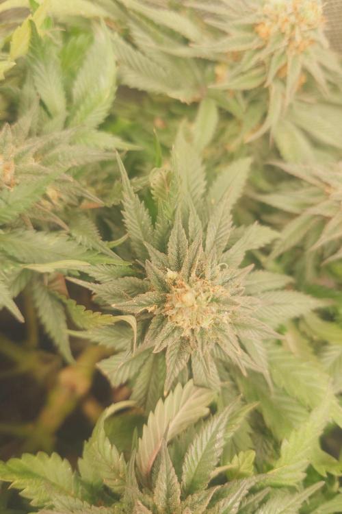 Zamnesia 🙏. Week 16
