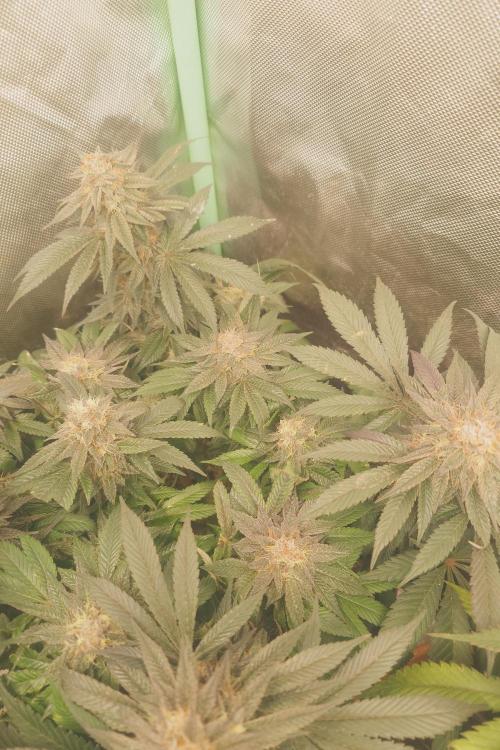 Zamnesia 🙏. Week 16