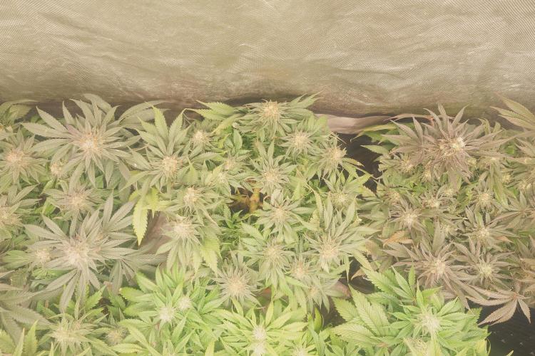 Zamnesia 🙏. Week 16