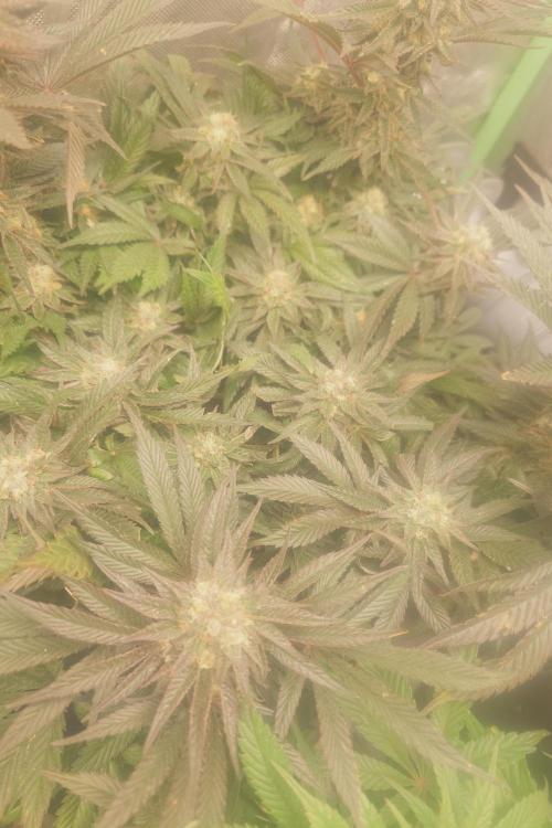 Zamnesia 🙏. Week 16