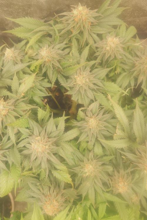 Zamnesia 🙏. Week 16