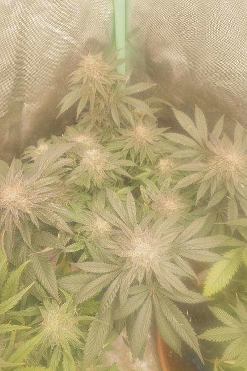 Zamnesia 🙏. Week 16
