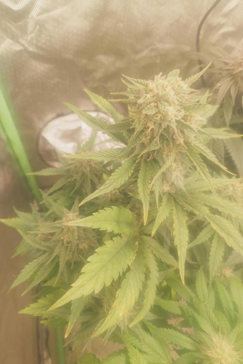 Zamnesia 🙏. Week 16