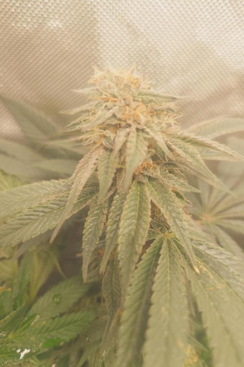 Zamnesia 🙏. Week 16