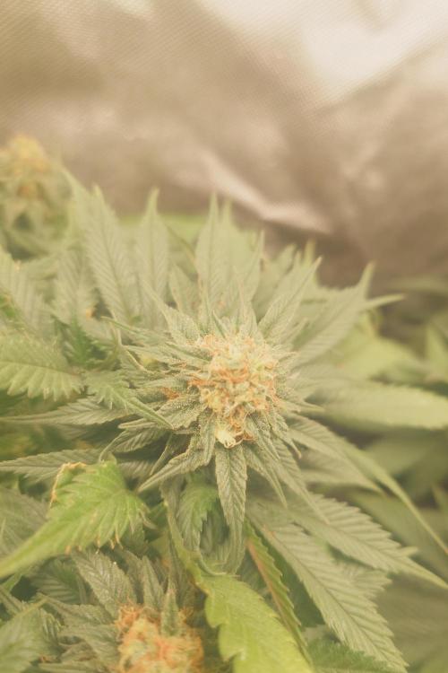 Zamnesia 🙏. Week 16